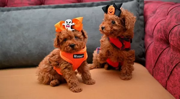 Toy Poodle Safkan Anne Babalardan Özel Yavrularımız