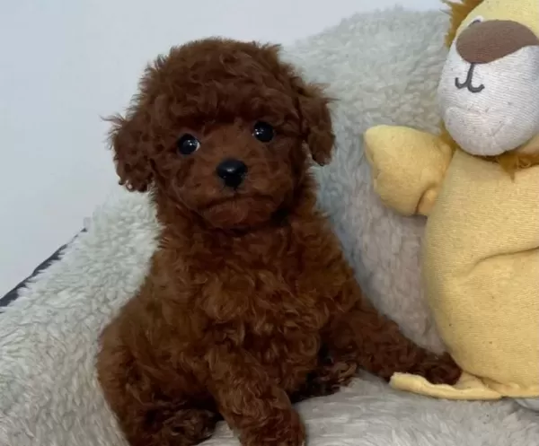 Sevi Mli Toy Poodle Yavrumuz