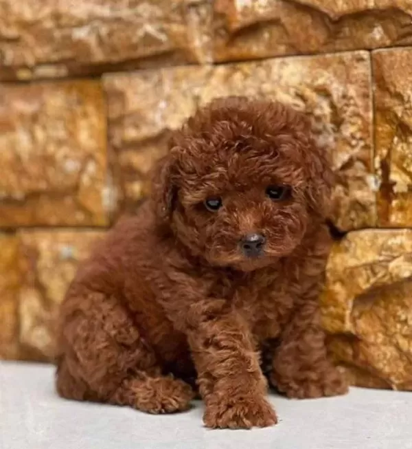 Sevi Mli Toy Poodle Yavrumuz