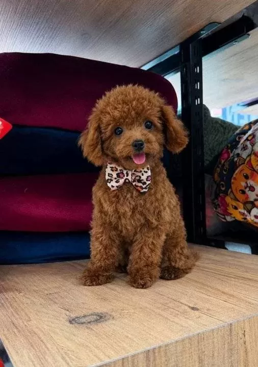 Sevi Mli Toy Poodle Yavrumuz