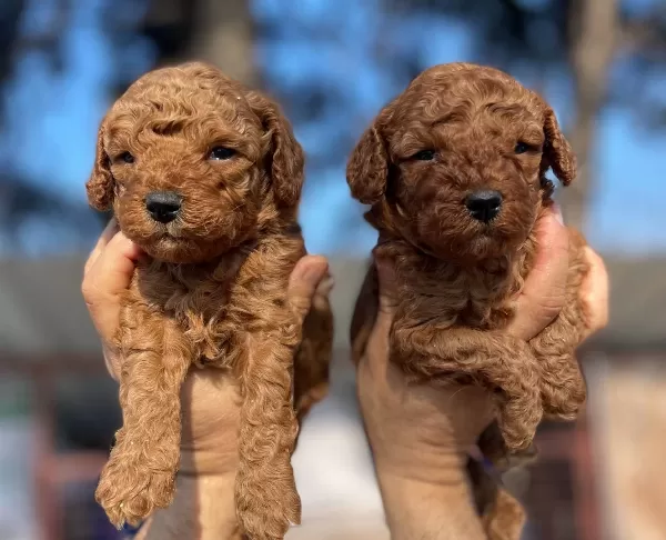 Tea Cup Red Brown Poodle Yavrularimiz