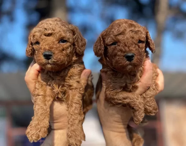 Tea Cup Red Brown Poodle Yavrularimiz