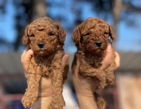 Tea Cup Red Brown Poodle Yavrularimiz