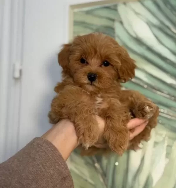 Toy Poodle Sevi Mli Yavrular