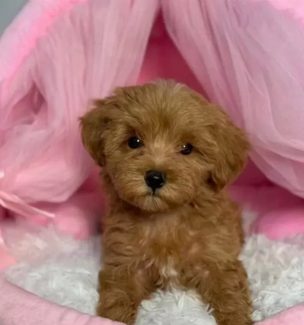 Toy Poodle Sevi Mli Yavrular