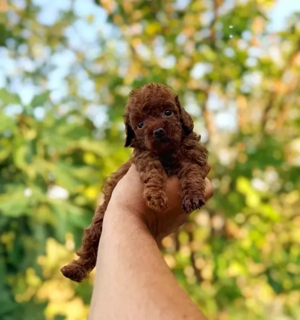 Bebek Surat En Koyu Renk Toypoodle Bebişler