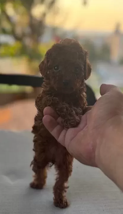 Bebek Surat En Koyu Renk Toypoodle Bebişler