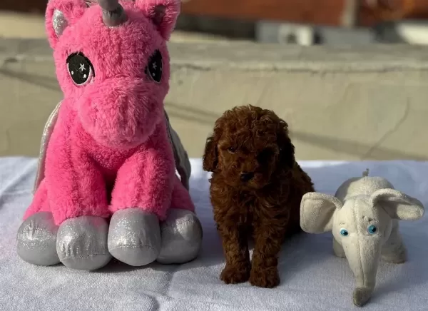 Bebek Surat En Koyu Renk Toypoodle Bebişler