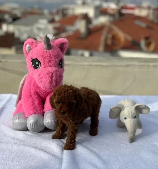 Bebek Surat En Koyu Renk Toypoodle Bebişler