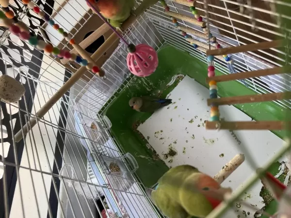 Yeni Yeme Düşmüş 3 Tane Sağlık Garantili Yavrular