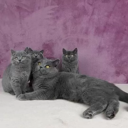 British Shorthair Yavrulari