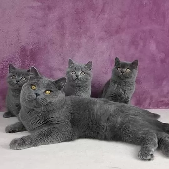 British Shorthair Yavrulari