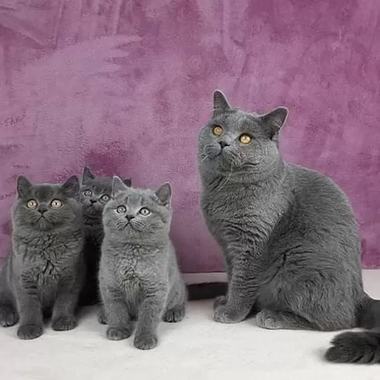 British Shorthair Yavrulari