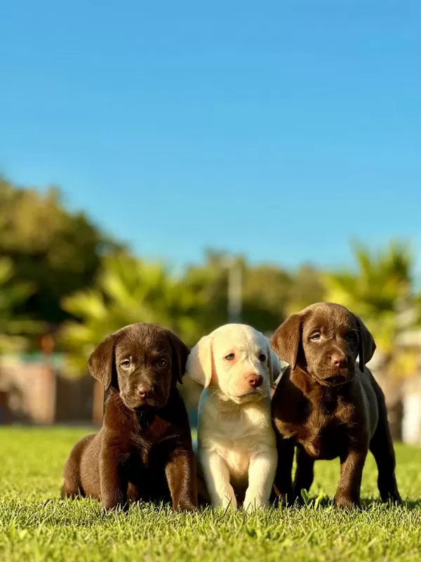 Üst Kalite Labrador Retriever Yavruları
