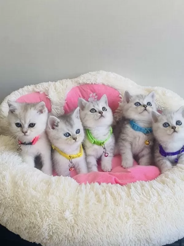 A Kalite Silver Beıtısh Shorthair Bebekleirm