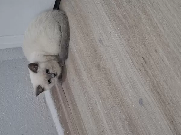 Bebeklerim Teslime Hazır