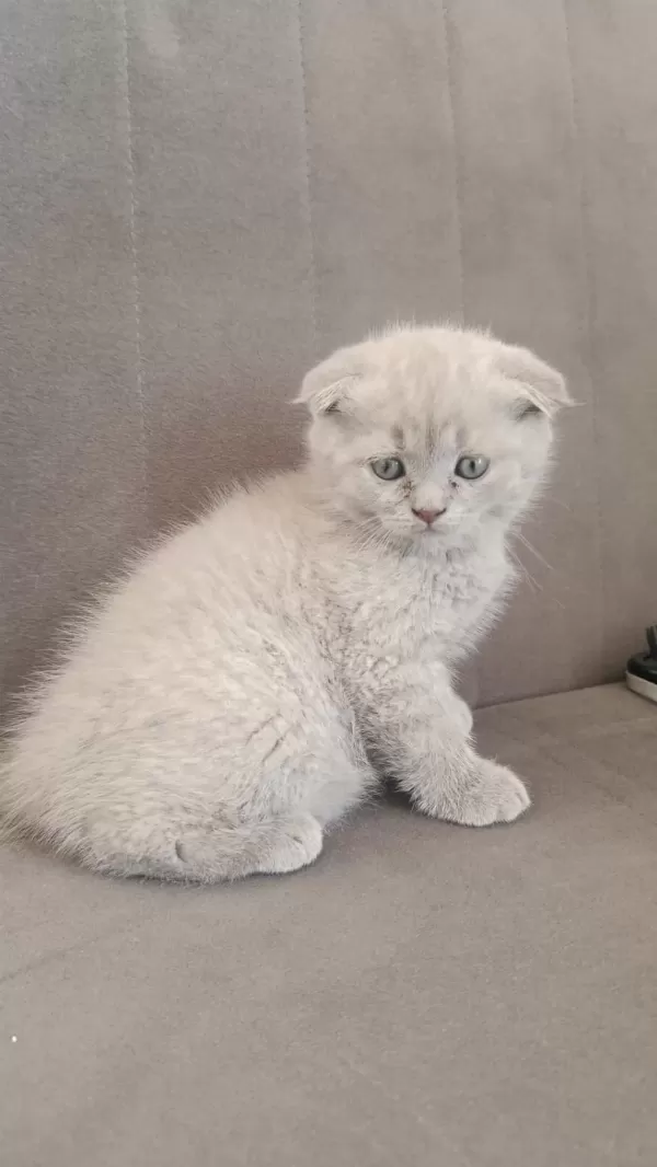 Yav2,5 Aylık Kedimiz