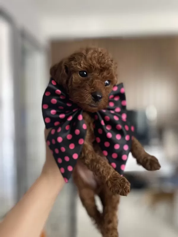 Dişi -erkek Yavru Toy Poodle Yavrularımız