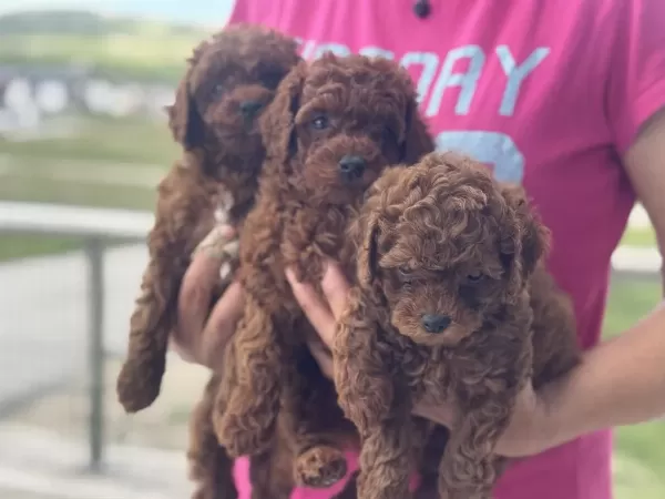Yasal Ruhsatlı Çiftlikden Toy Poodle Yavrularımız