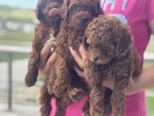 Yasal Ruhsatlı Çiftlikden Toy Poodle Yavrularımız