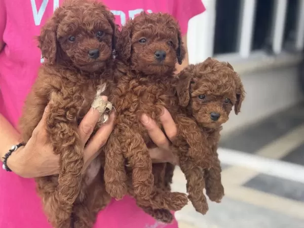 Yasal Ruhsatlı Çiftlikden Toy Poodle Yavrularımız
