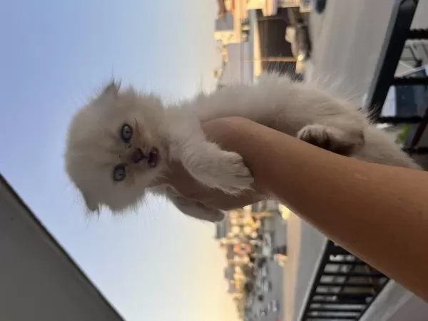 Sağlıklı Minik Yavrum