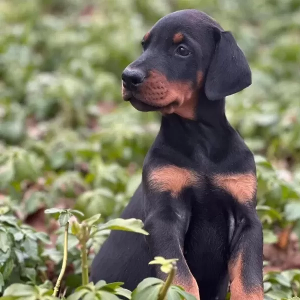 Doberman Bebekler Sağlık Ve İrk Garantili Teslim
