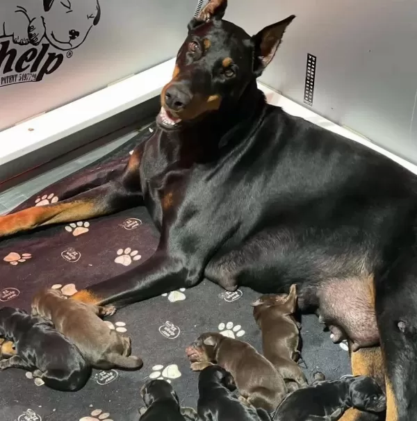 Doberman Bebekler Sağlık Ve İrk Garantili Teslim