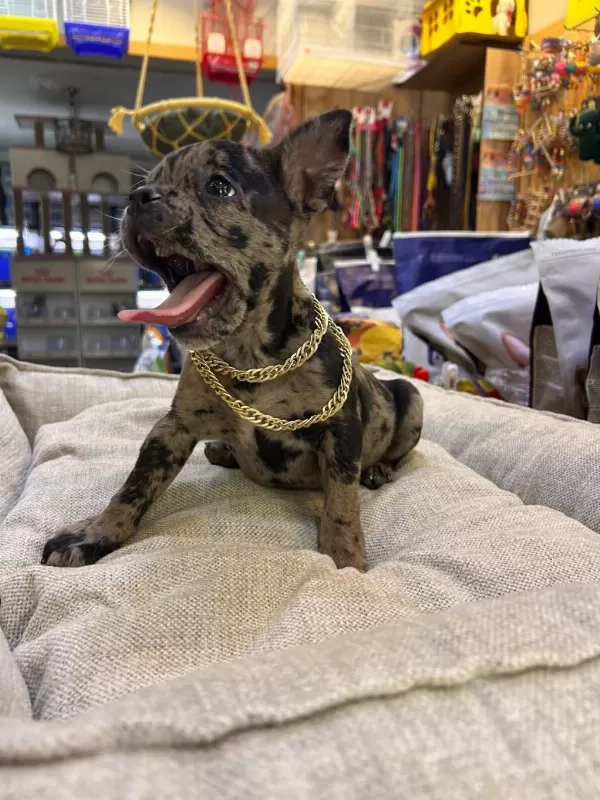 Bebek French Buldog Merle
