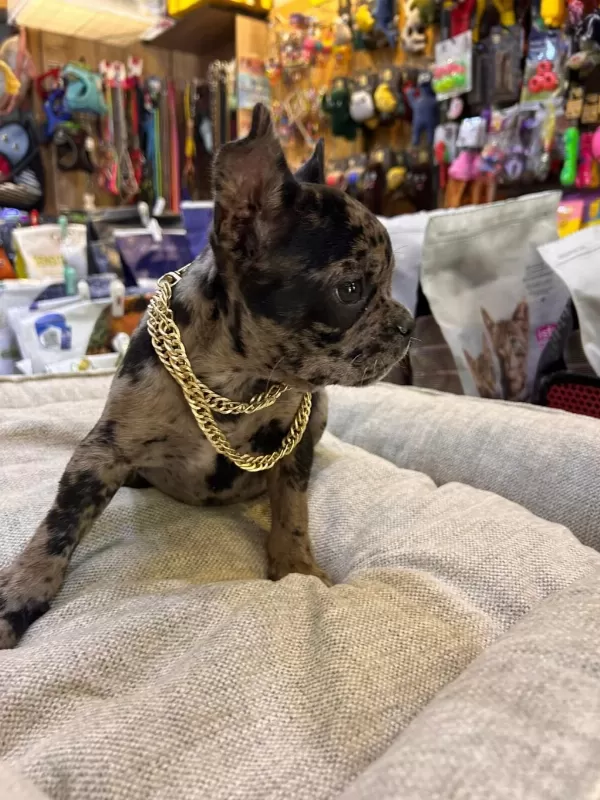 Bebek French Buldog Merle