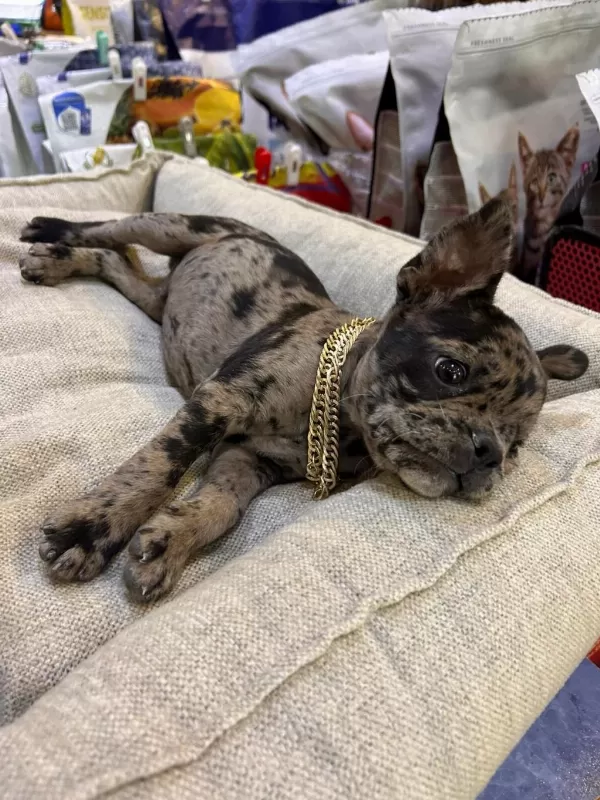 Bebek French Buldog Merle