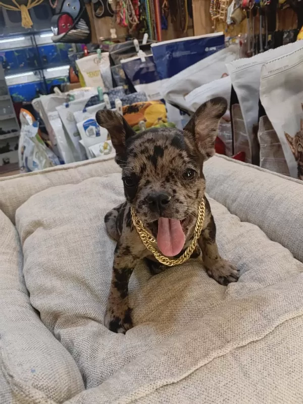 Bebek French Buldog Merle