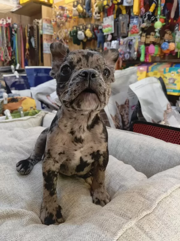 Bebek French Buldog Merle