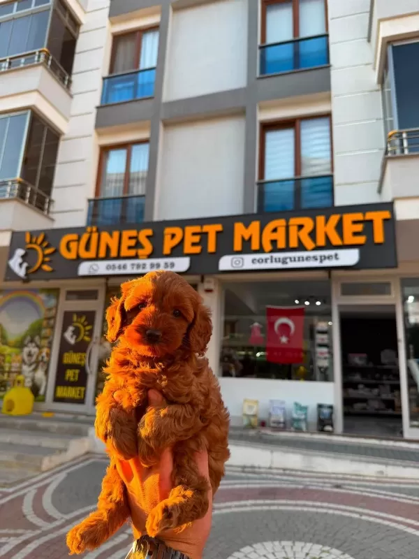 Poodle Tüy Dökme Derdi Yok Bolca Sevgi Var