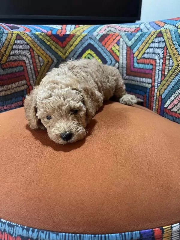 Poodle Tüy Dökme Derdi Yok Bolca Sevgi Var