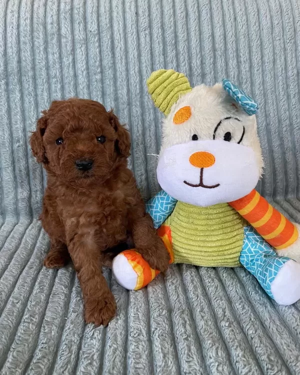 Poodle Tüy Dökme Derdi Yok Bolca Sevgi Var