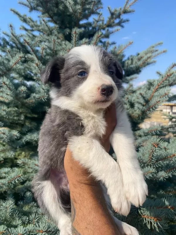 Petmode Köpek Çiftliğinden Border Collie