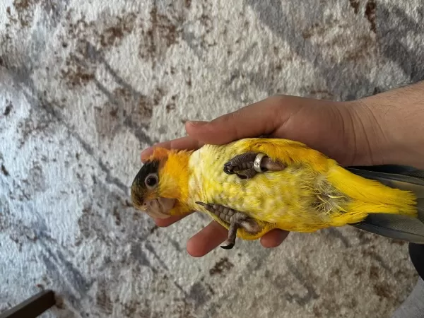 9 Aylık Portakal Kafa Caique Full Evcil