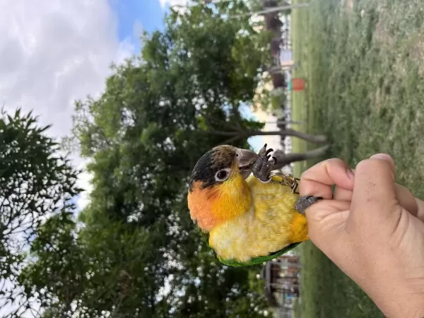 9 Aylık Portakal Kafa Caique Full Evcil