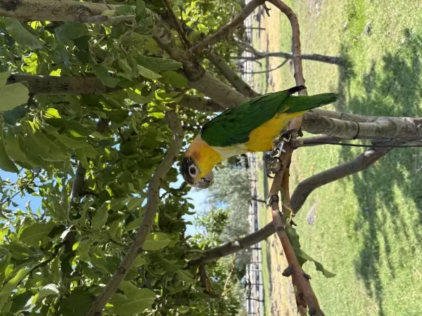 9 Aylık Portakal Kafa Caique Full Evcil