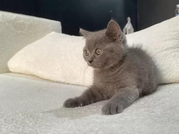 British Shorthair Blue Ve Blue Point Bebekler