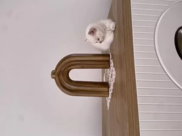 British Shorthair Blue Ve Blue Point Bebekler