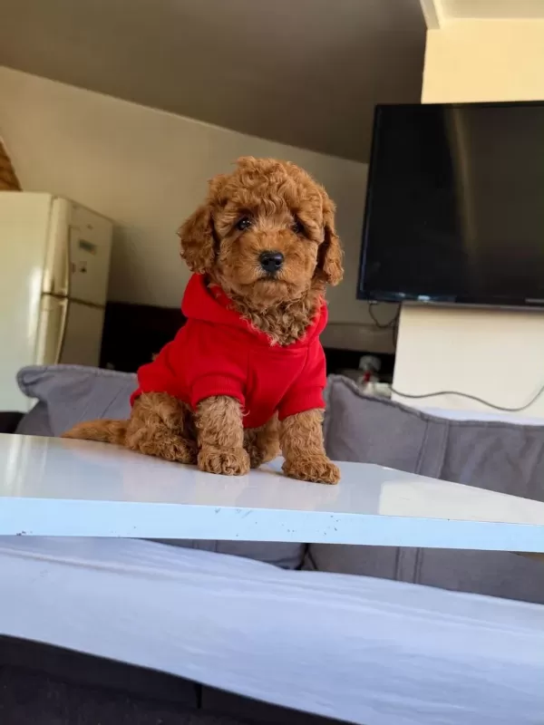 Orjinal Toy Poodle Yavrumuz