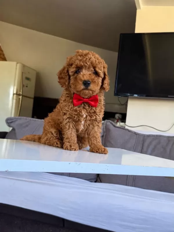 Orjinal Toy Poodle Yavrumuz