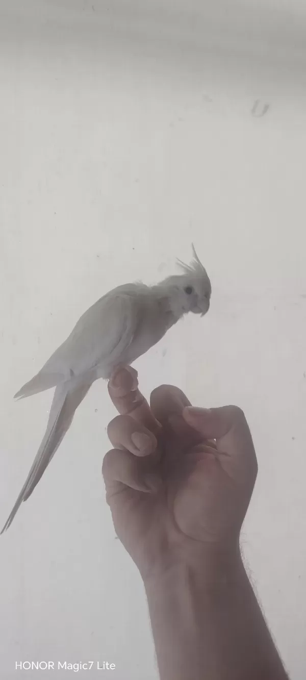 Dişi Erkek Mevcut Sultanlar