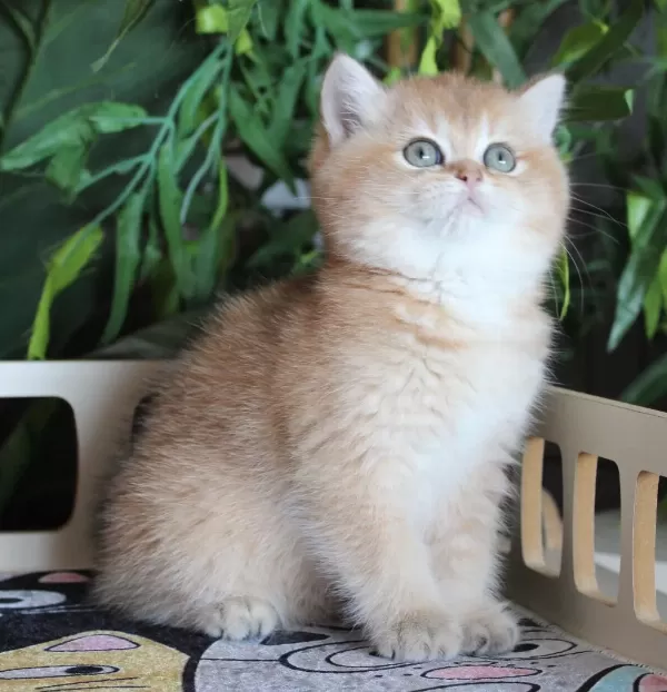 Safkan Oyuncu Dişi British Shorthair Hemen Teslim