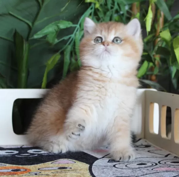 Safkan Oyuncu Dişi British Shorthair Hemen Teslim