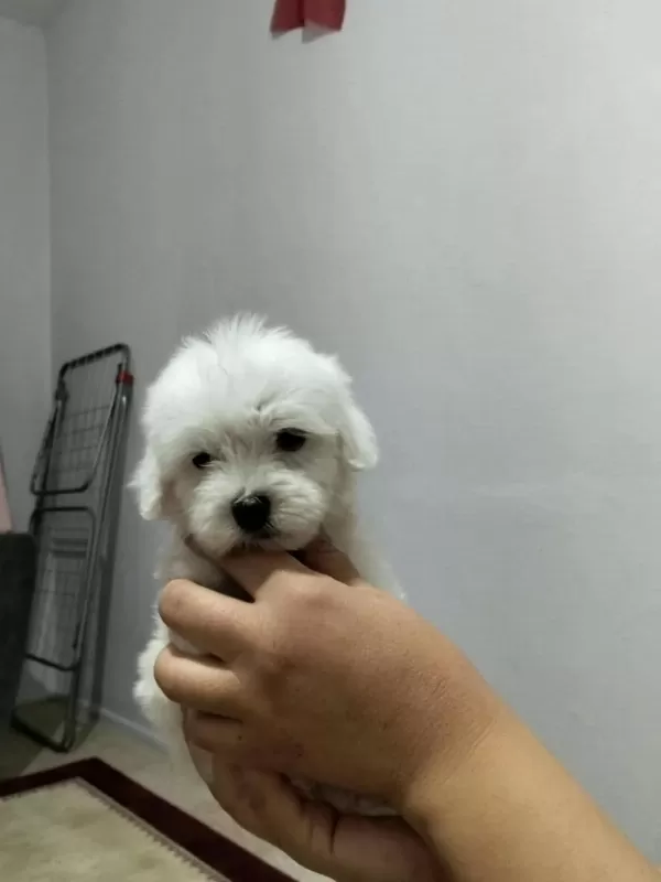 3 Pamuk Şeker Köpeğimiz