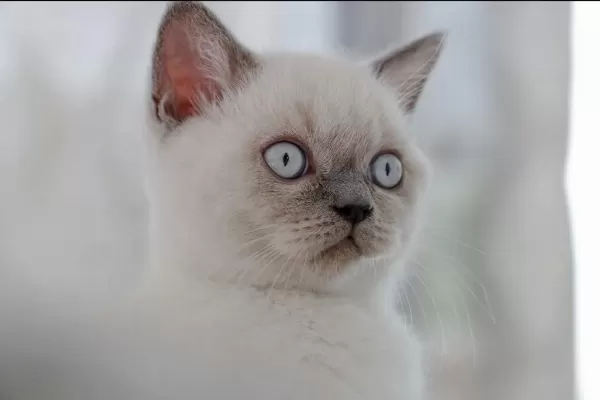 Beklenen İlan Açildi A+ Saf Kan British Shorthair Yavrular