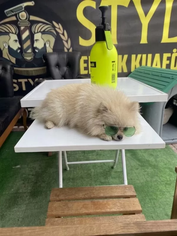 10 Aylık Dişi 2 Kg Pomeranian